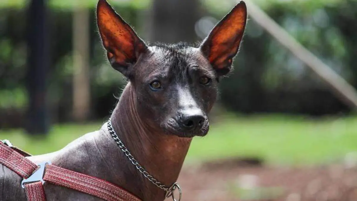 xolo archivo oem 2
