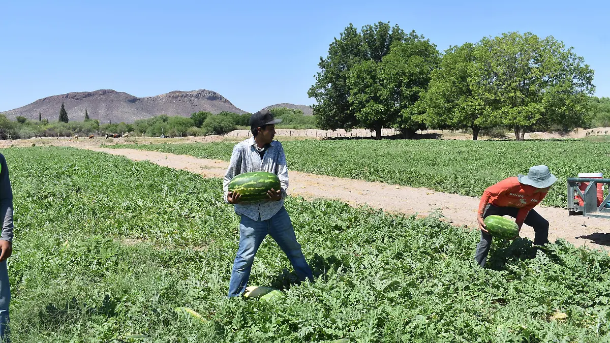 Sandía campo producción agrícola jornaleros piscadores