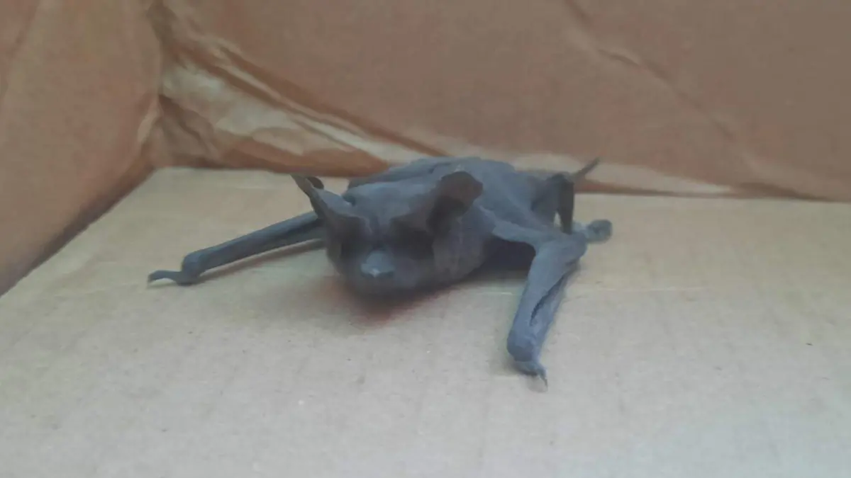 Murciélago