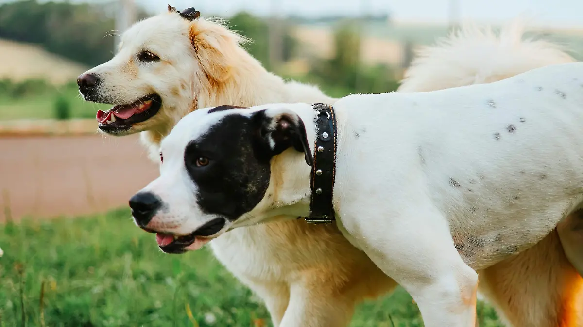 pexels-maiara-sapiecynski-1478096627-26889608