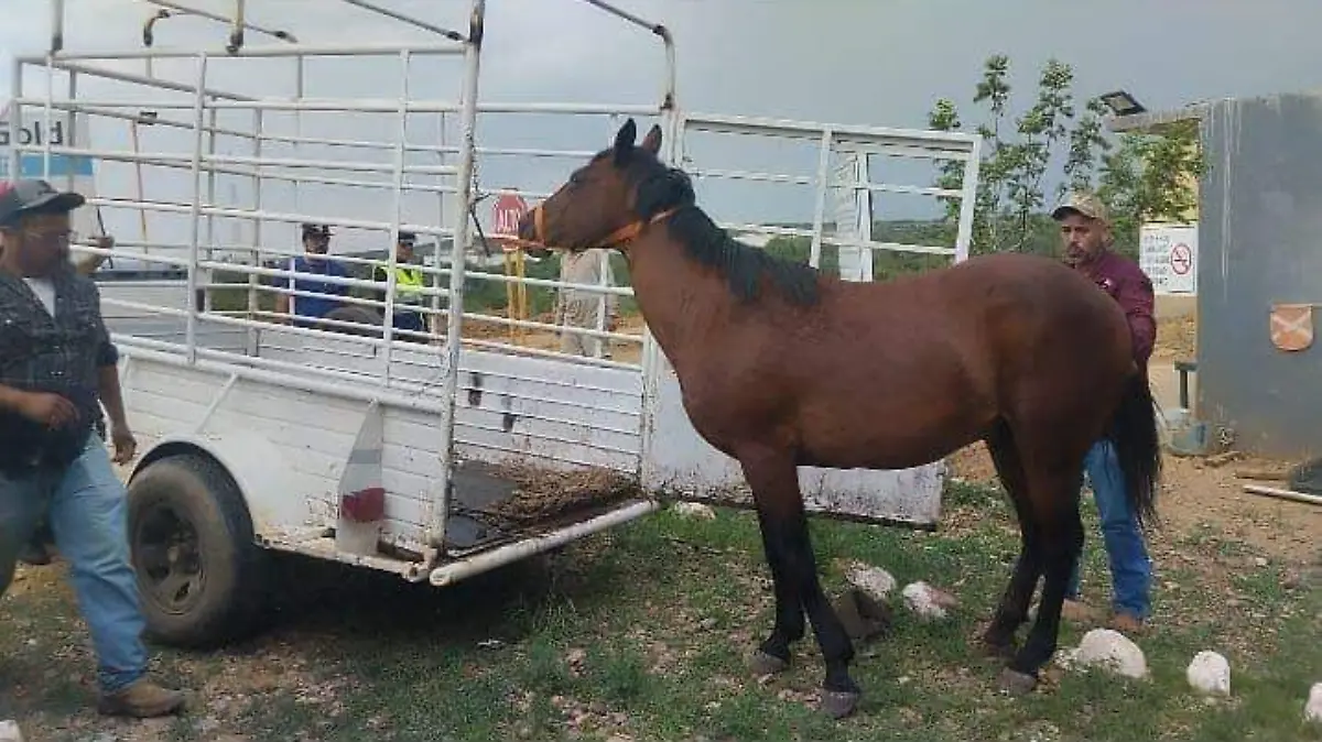 Lucero 4 Recuperando