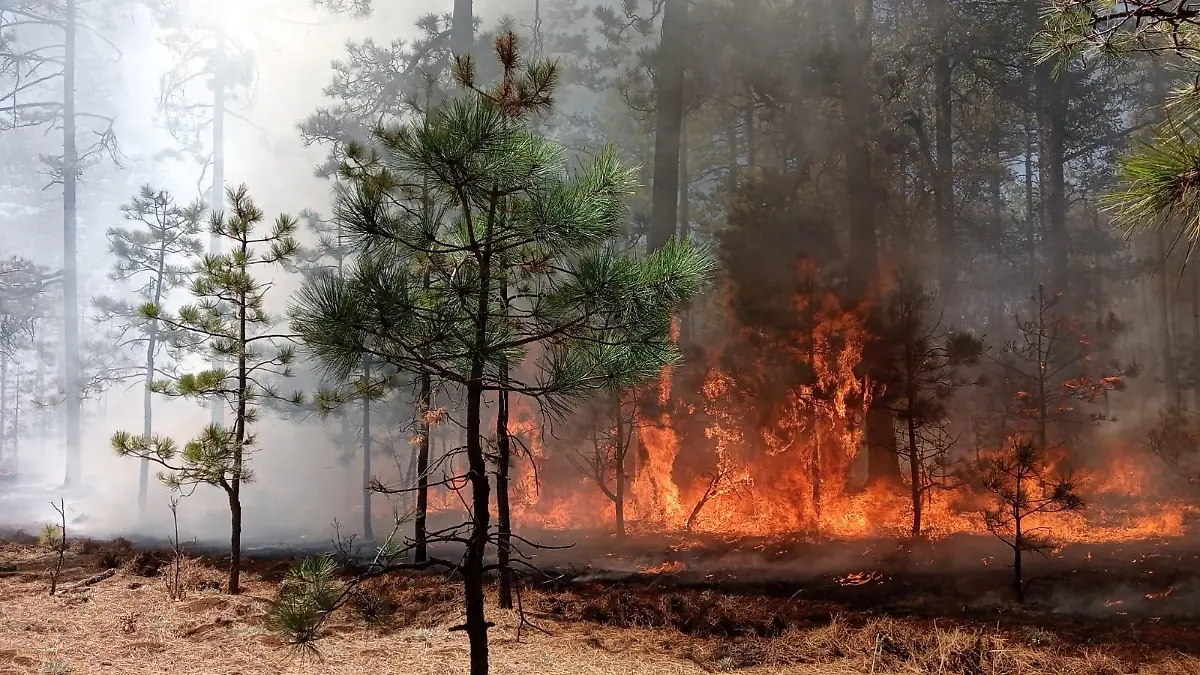 INCENDIOS 1 OK. BRIGADAS DE GUACHOCHI (3)