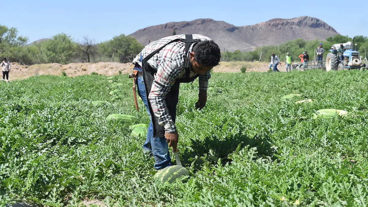 Sandía jornalero piscador campo producción agrícola agricultura