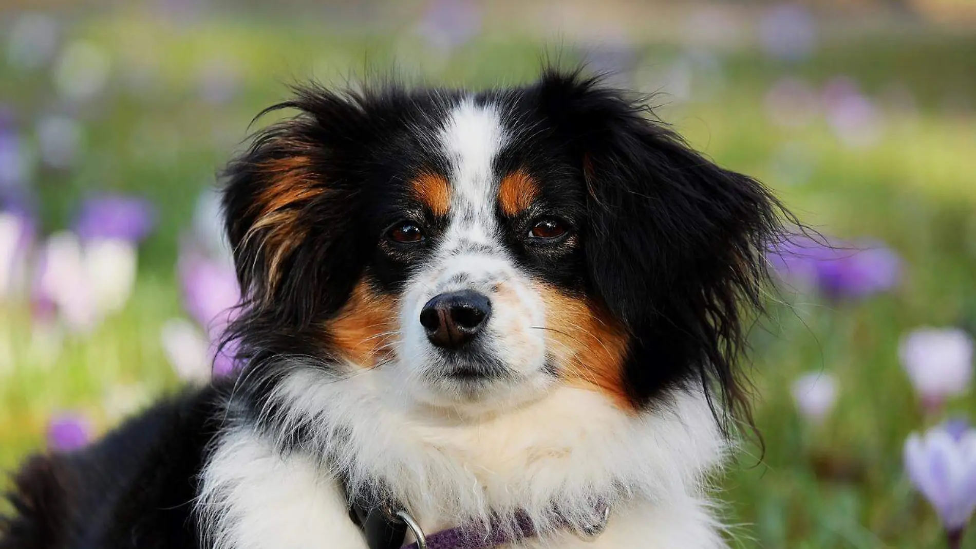 australian-shepherd-3237735_1280