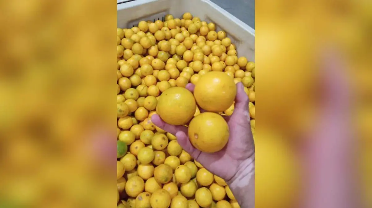 NARANJAS... CORTESIA SALVADOR CAVAZOS