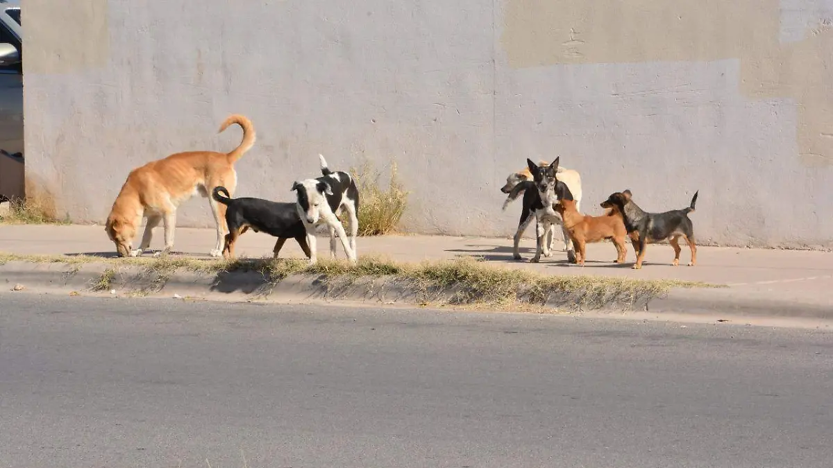 Perros de calle