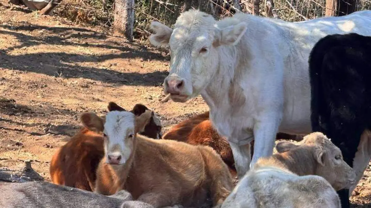 ganado ganaderia vacas reses sector pecuario