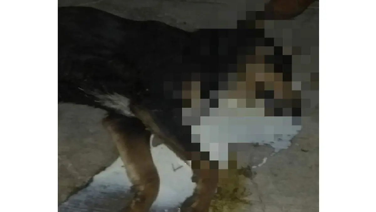 perro envenenado