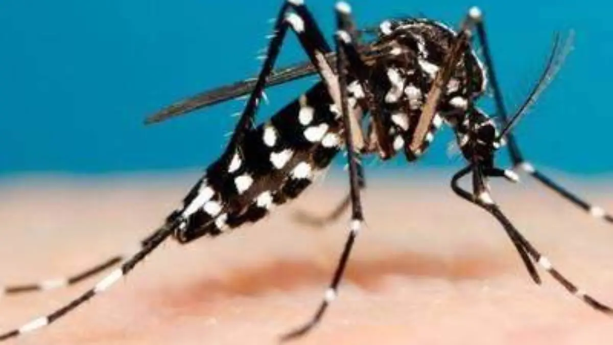 DENGUE. ilustracion