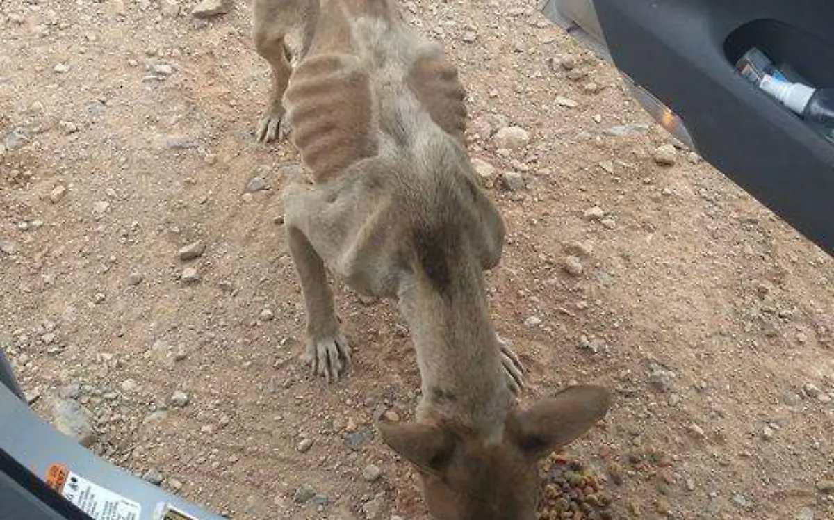PERRO1