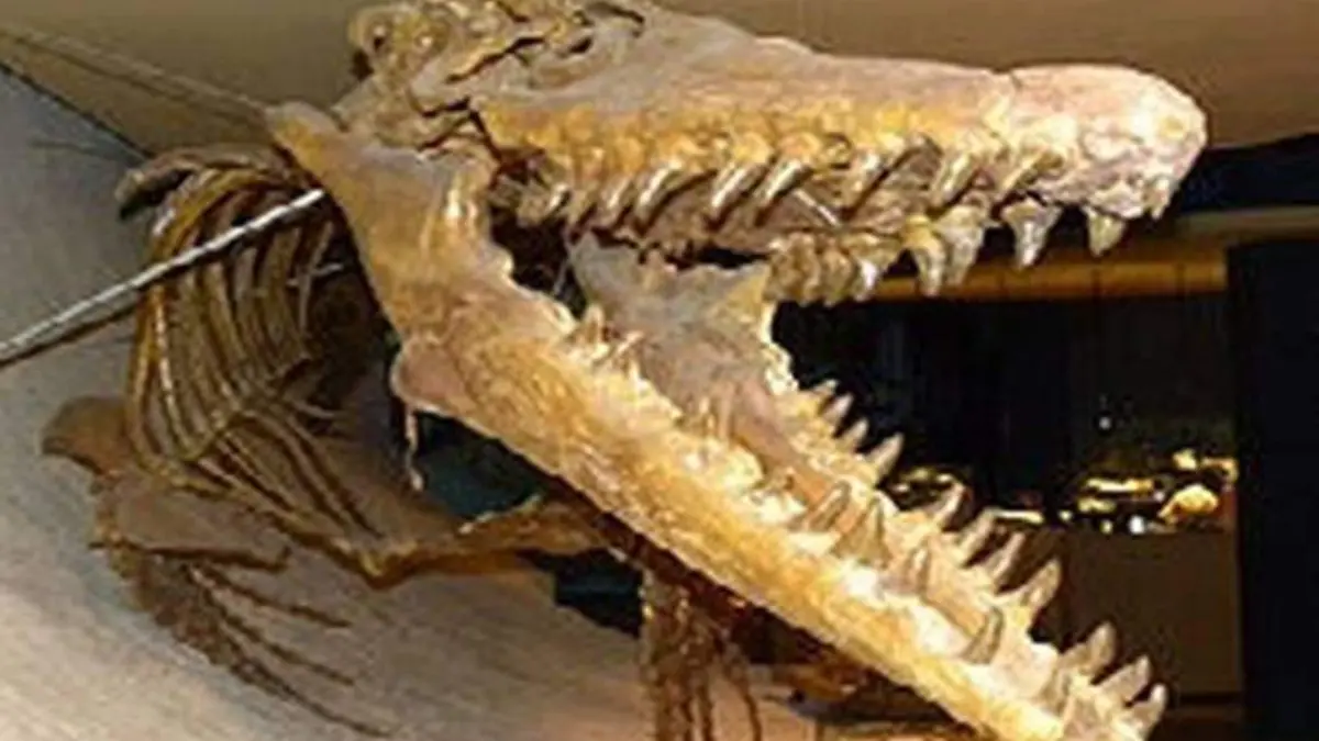 dinosaurio ok