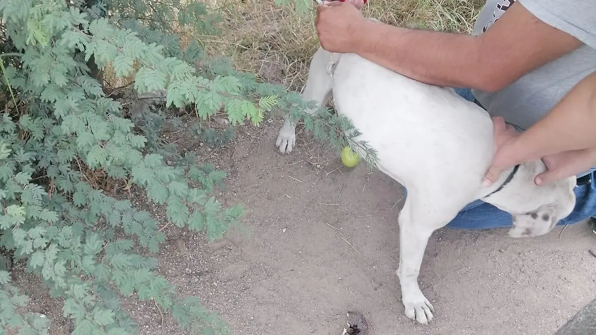 perrito