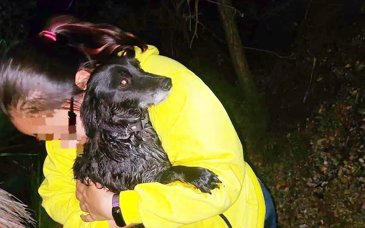 bomberos perrito rescatado
