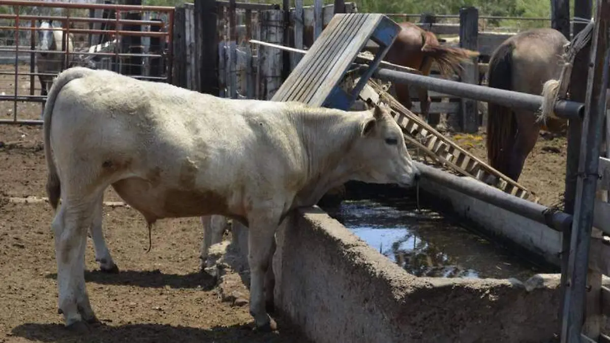 Bovinos sufren por escasez de agua y alimento