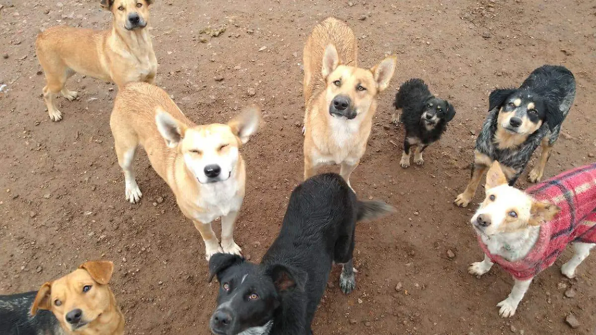 ESCUADRON CORTESIA ESCUADRON CANINO MATAMOROS (1)