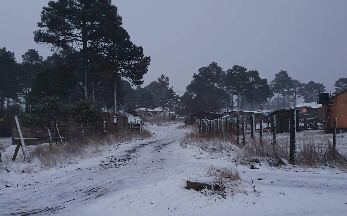 nievee