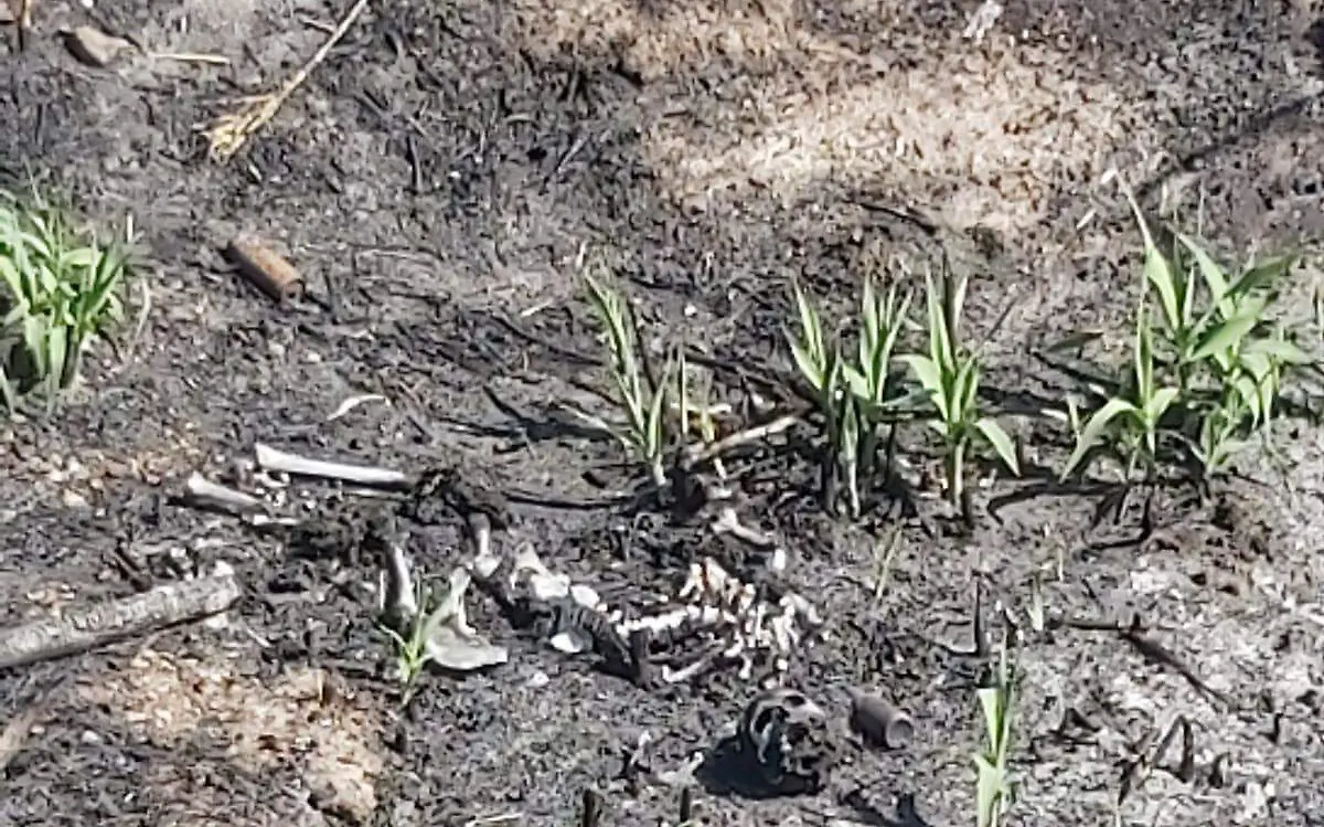 osamenta jim 1 foto abraham