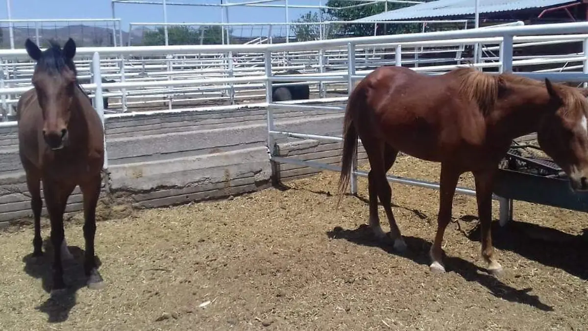 caballos 1