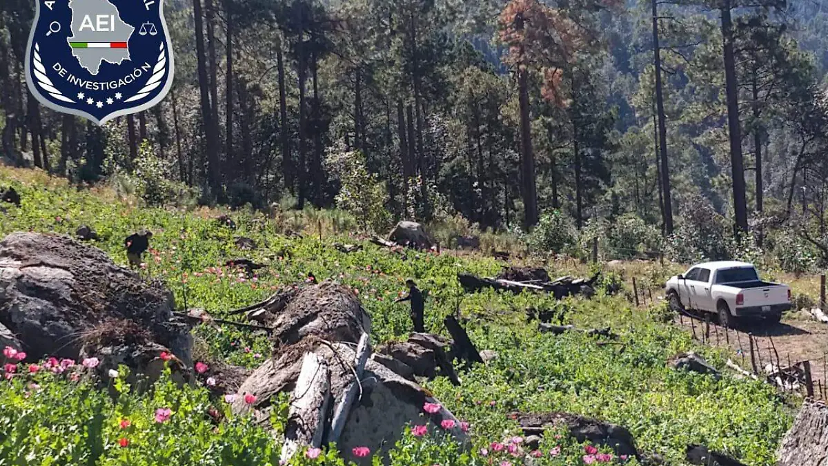 amapola