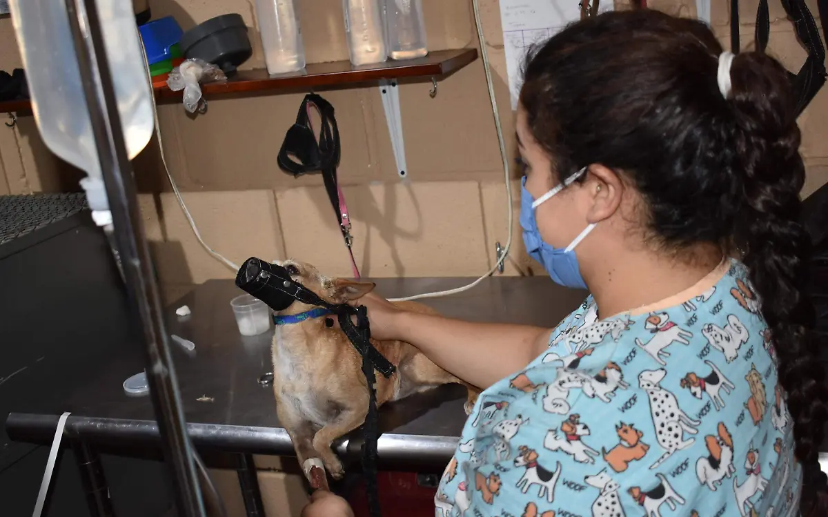 veterinario 2 nota y foto de javier