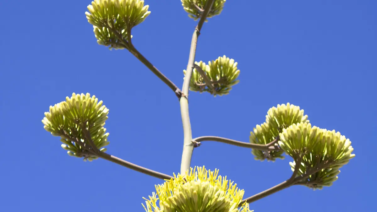 florecen gorki 2