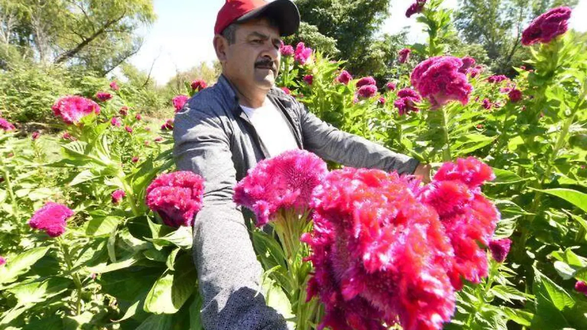 flores