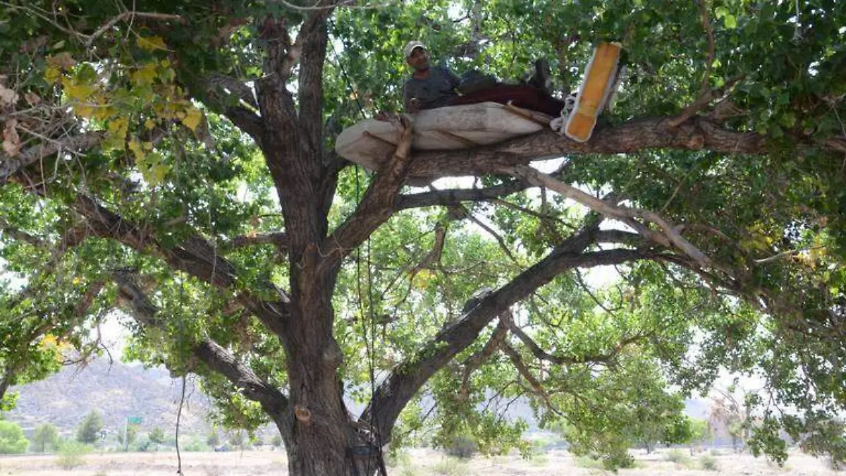 Arbol Hombre vive en arbol (1)