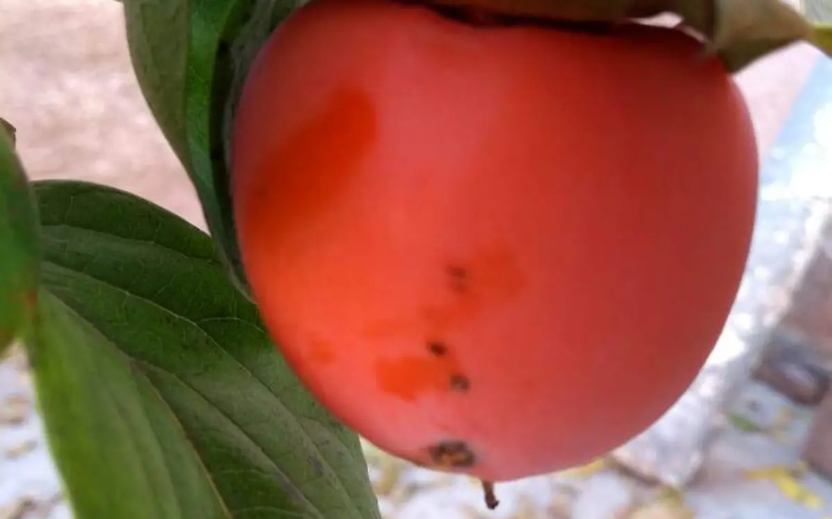 persi