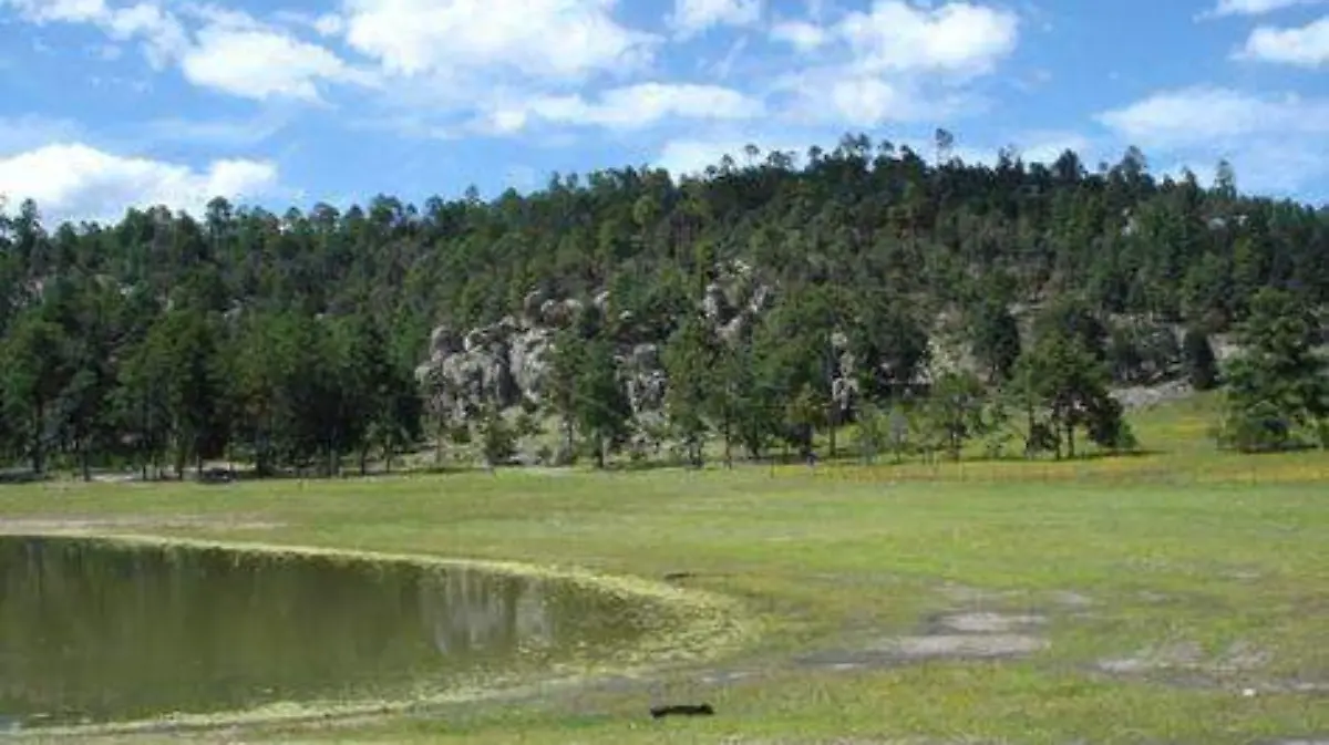 VERGEL