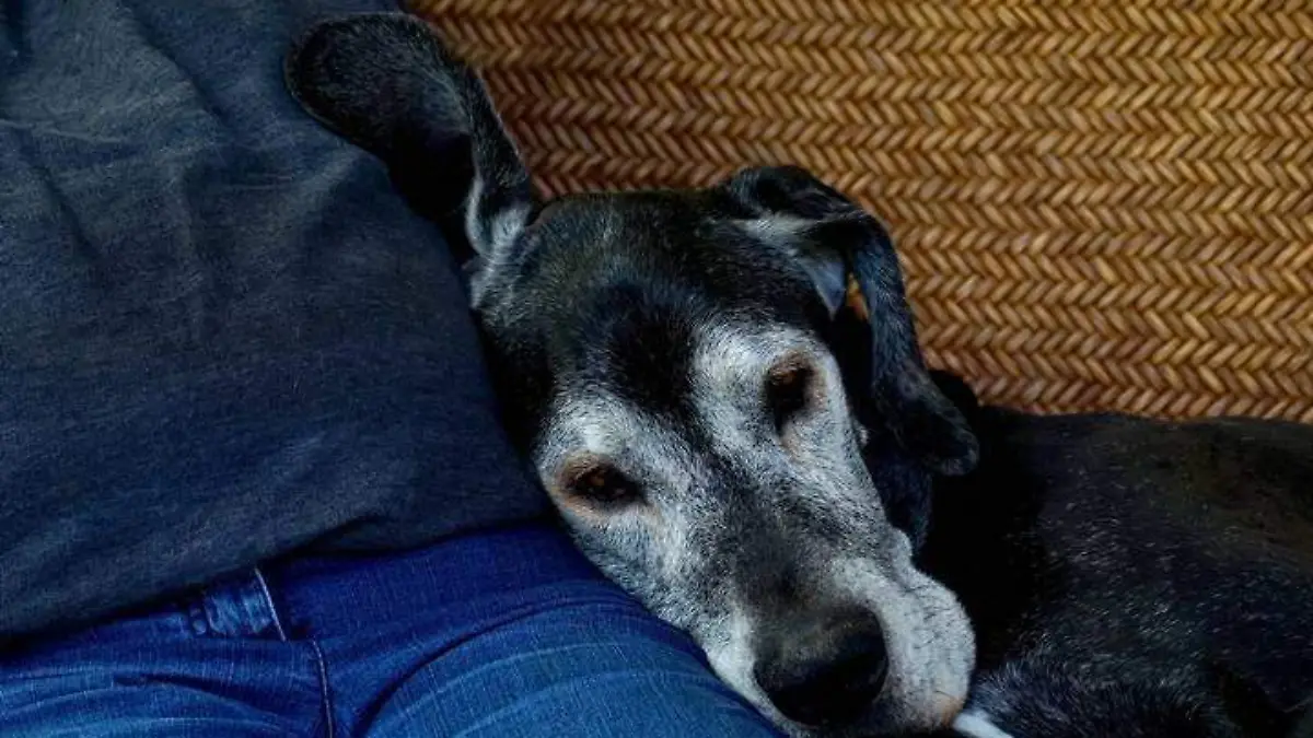 perro grande