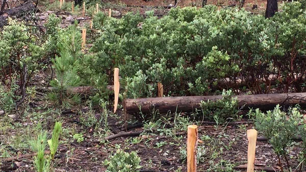 reforestacion balleza