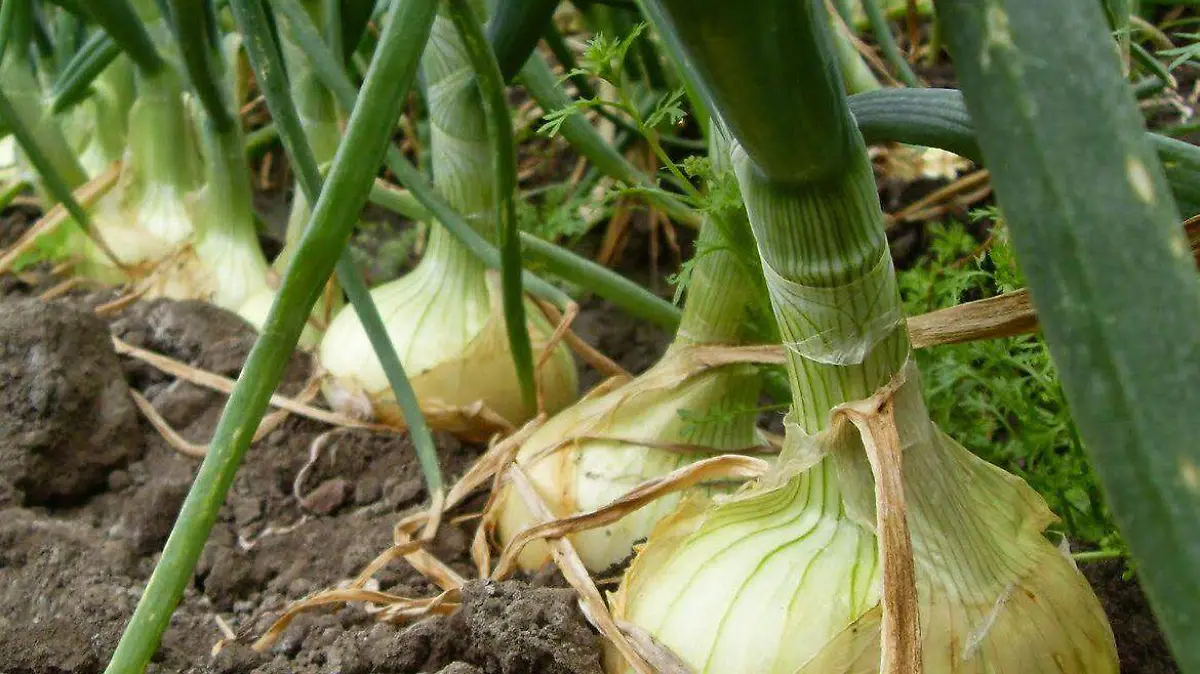 CEBOLLA. gorki