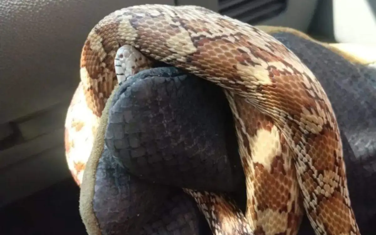 serpiente