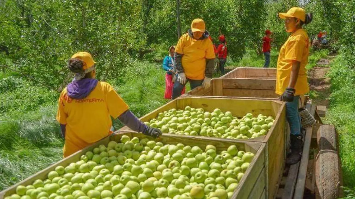 manzana