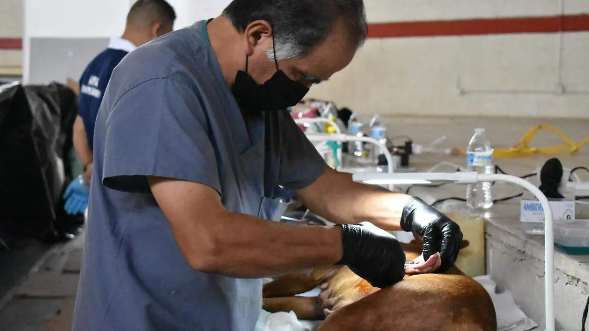 esterilización