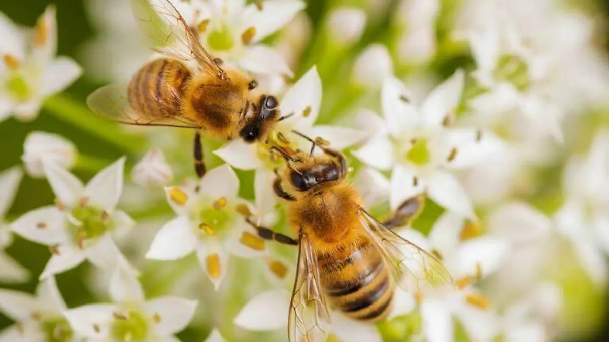 abejas