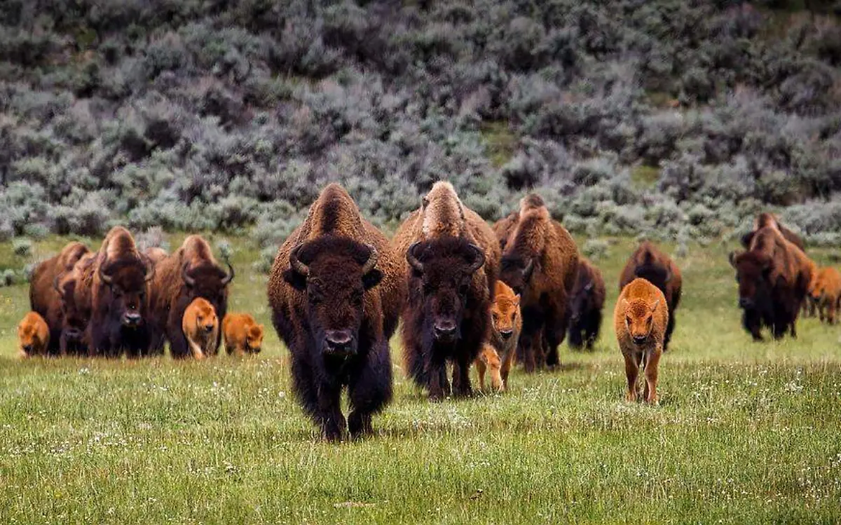 bisontes