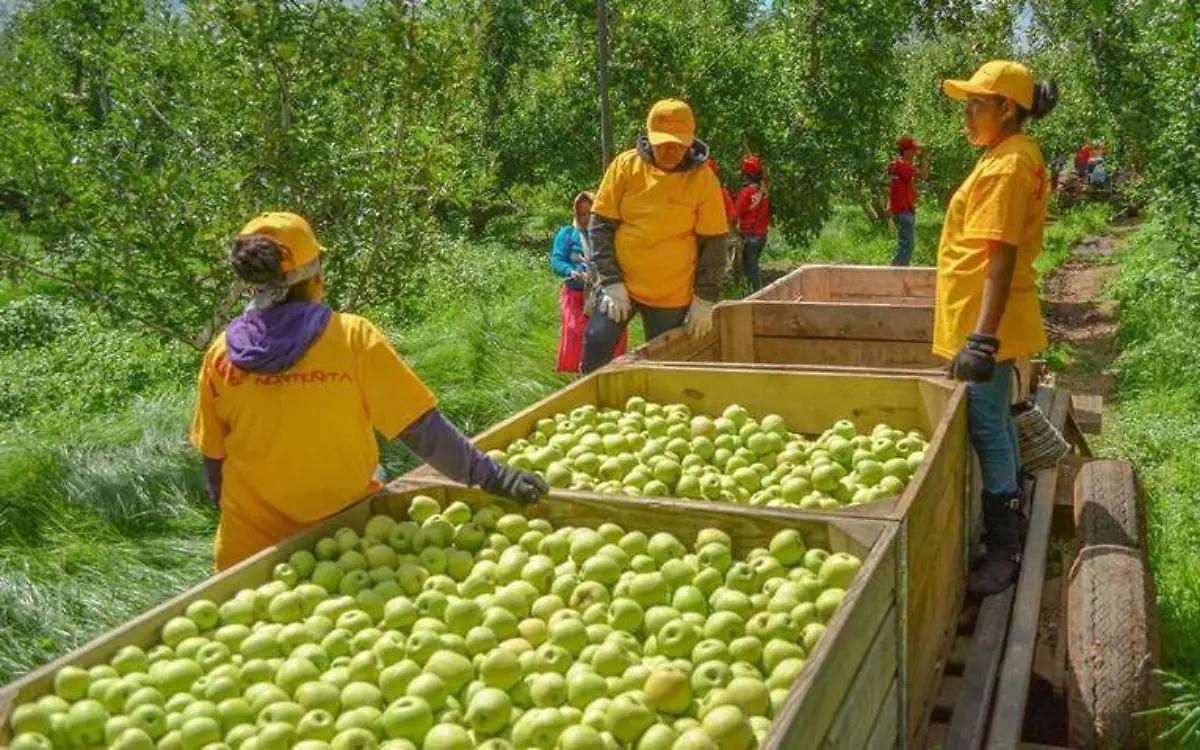 Manzana