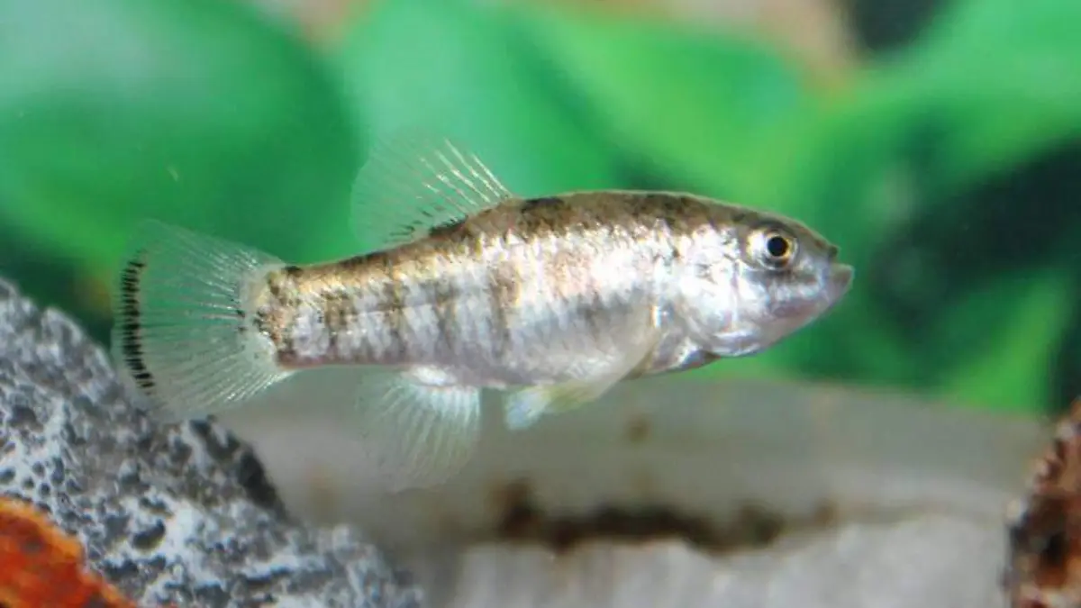 Julimes_pupfish_(Cyprinodon_julimes)_male