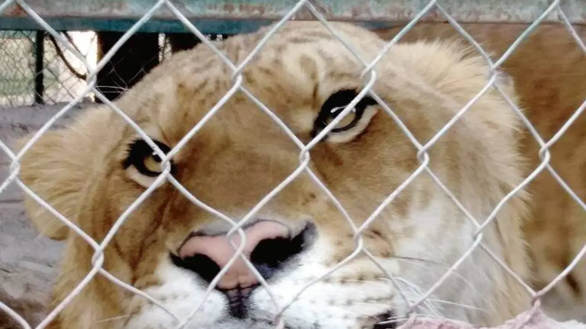 Zoológico de Chihuahua (31)
