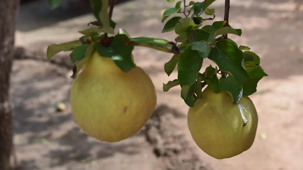 membrillo 5 nota de javier