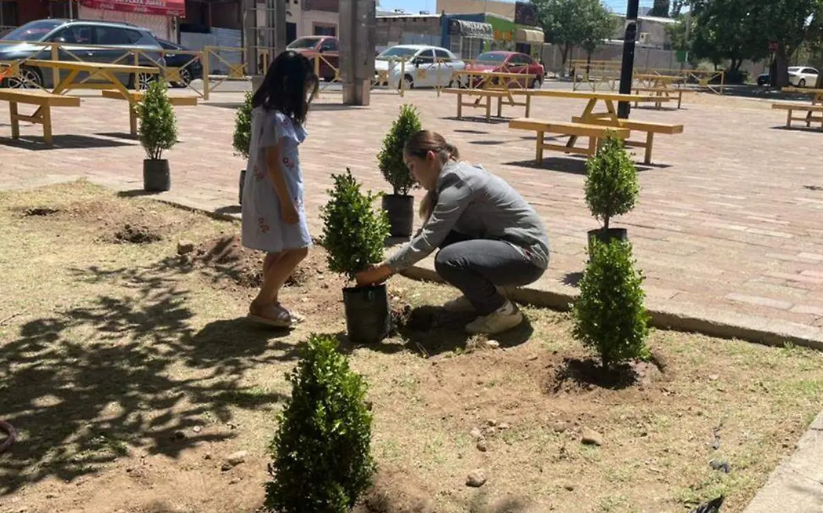 reforesta