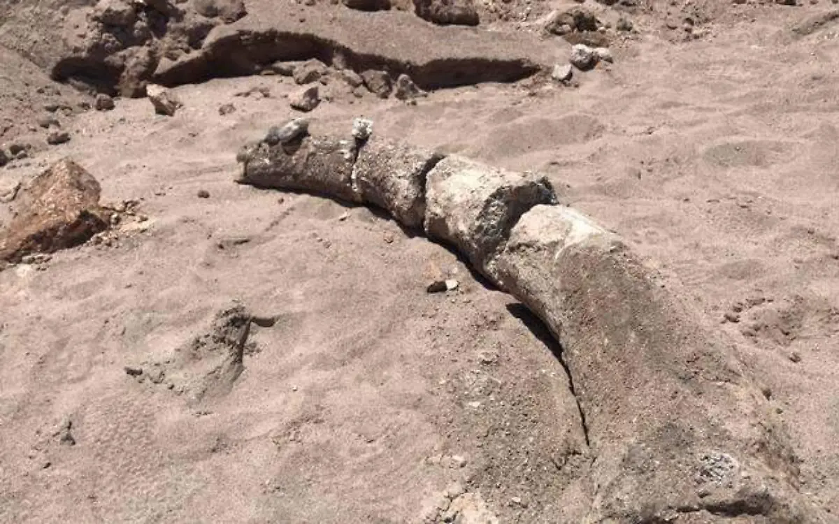 fosildoscolmillomamut2