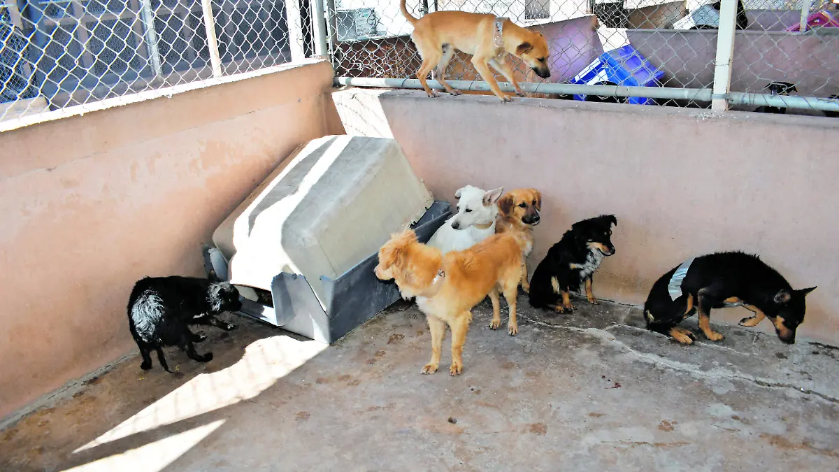 RESCATAN. PERROS RESCATADOS  (1)_CMYK