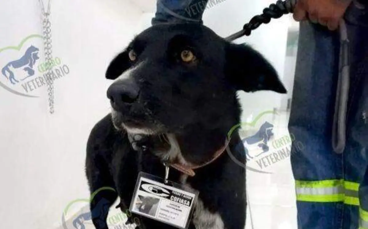 Negrita