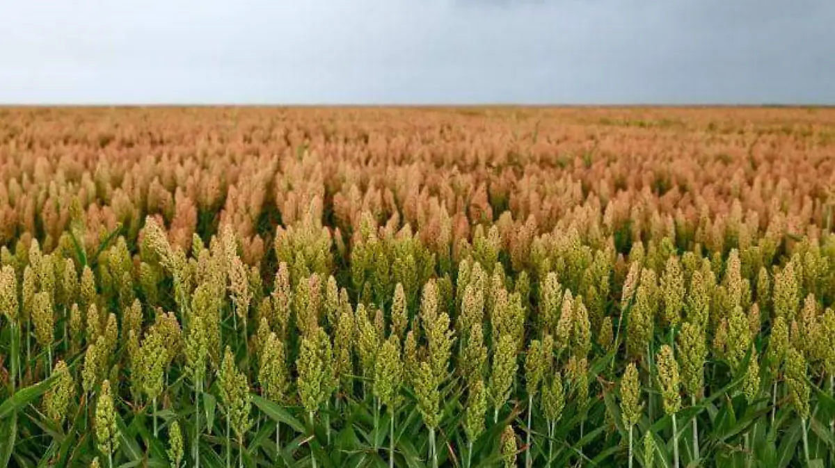 Sorgo
