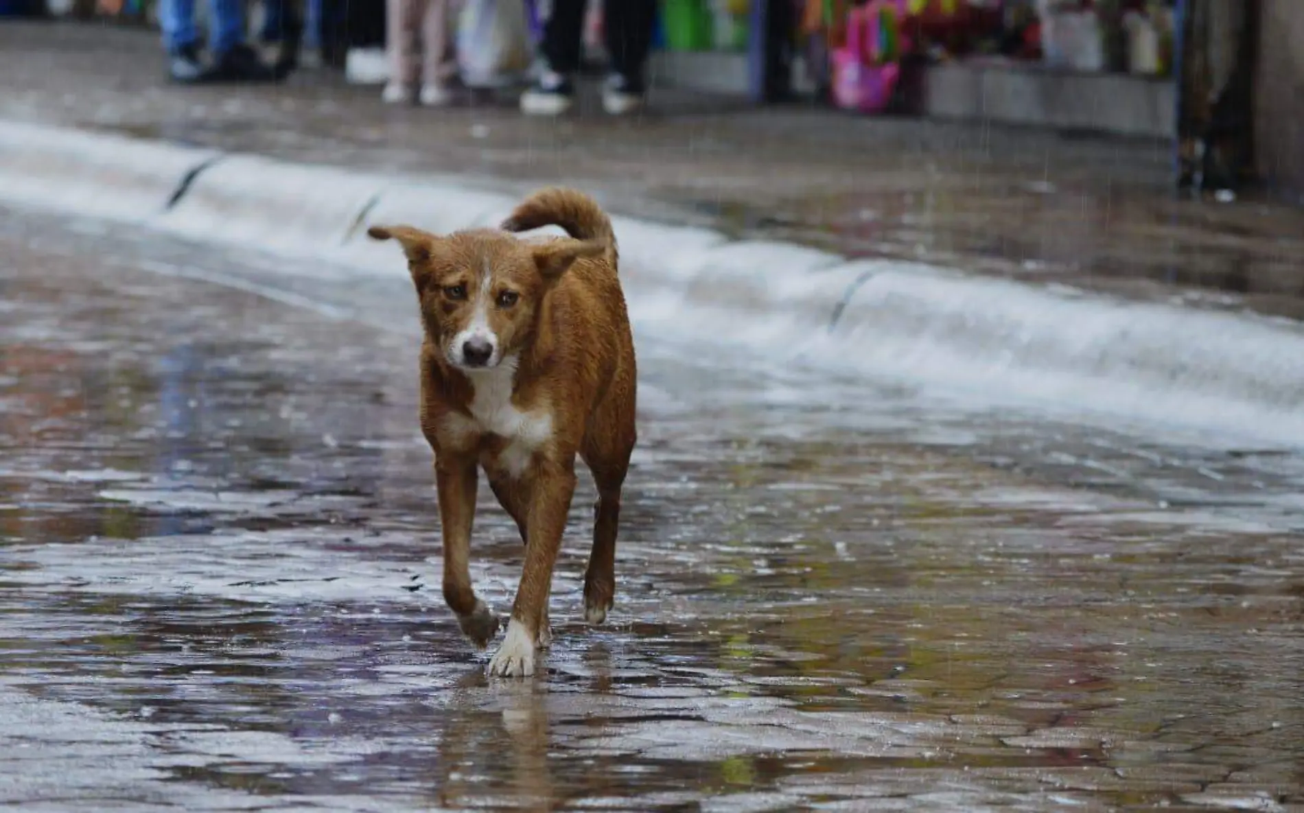 perrito