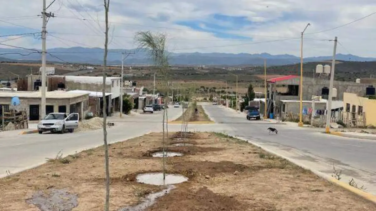 reforestación2