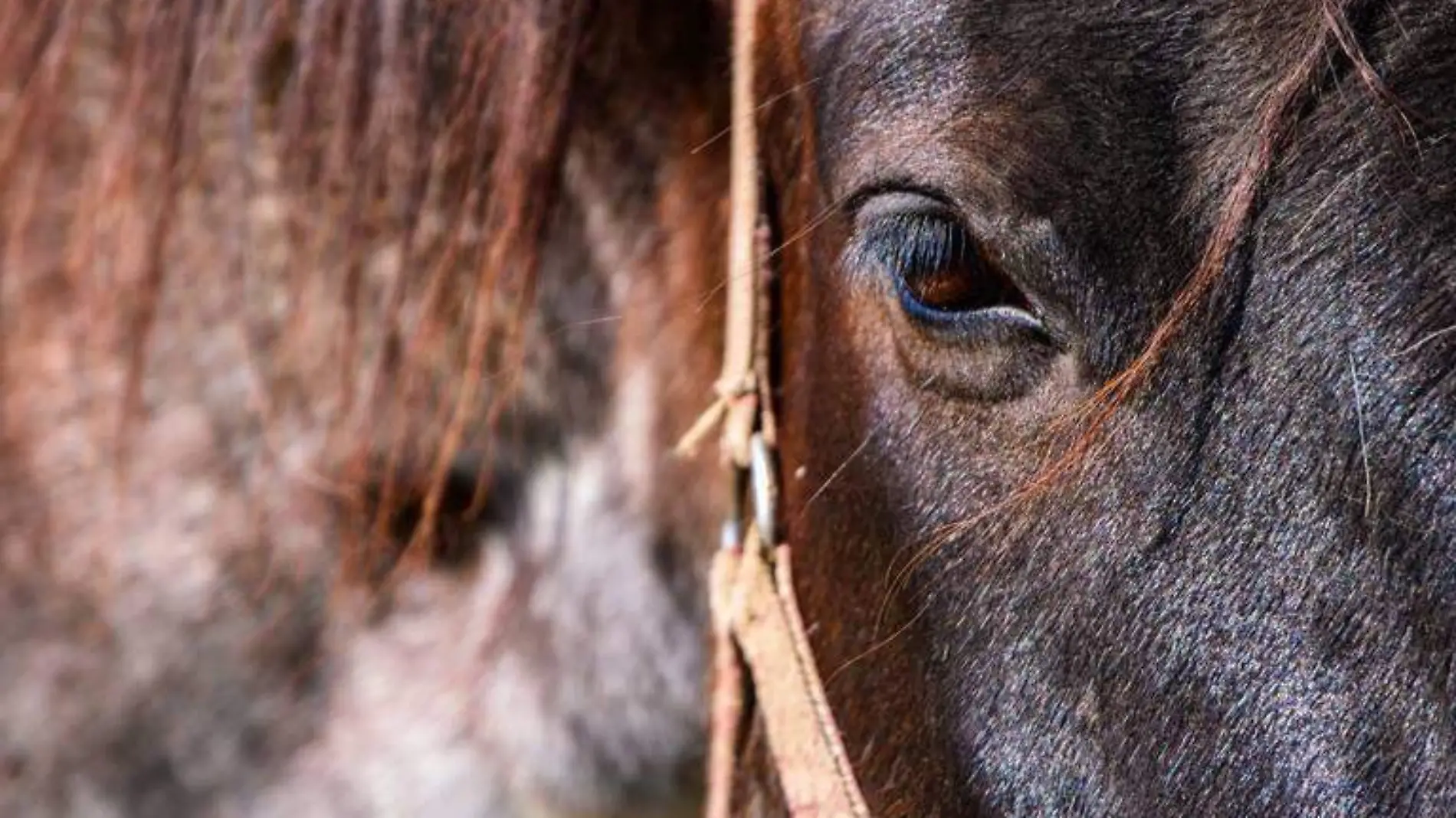 caballo