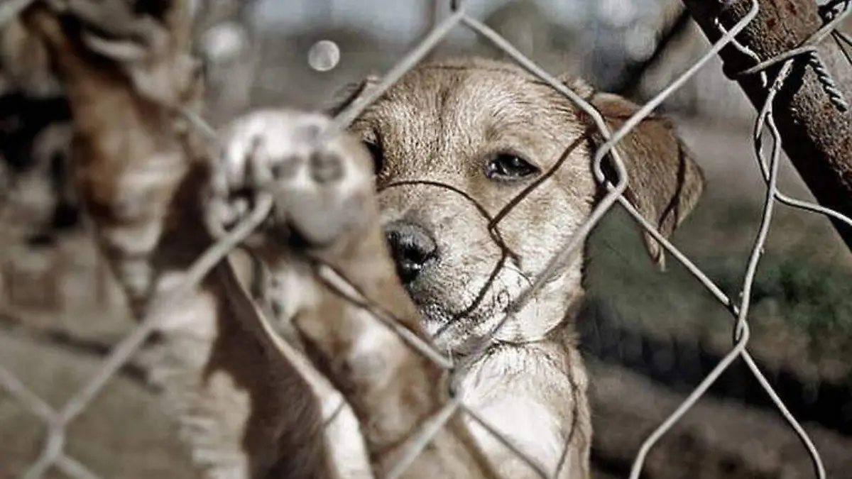 maltratoanimal